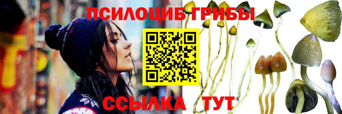 Борзя  Псилоцибиновые грибы Psilocybine cubensis  Вход с VPN 